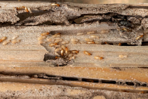 Best Pest Control Near Me  in Mill Creek, WA
